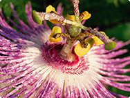 Passiflora incarnata Passiflora incarnata