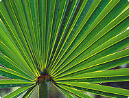 Serenoa repens Serenoa repens
