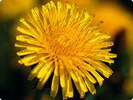 Taraxum officinale Taraxum officinale