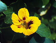 Tropaeolum majus Tropaeolum majus