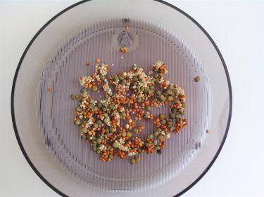 Sådd - Gourmet Mix groddfrön