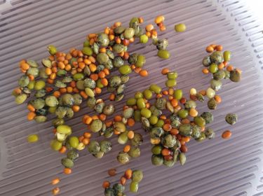 Sådd - Mild Aromatisk Mix