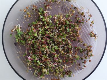Dag 3 - Gourmet Mix groddfrön