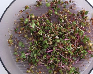 Dag 4 - Gourmet Mix groddfrön