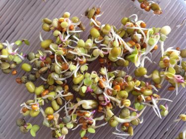 Dag 4 - Mild Aromatisk Mix groddfrön