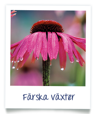 Färska växter